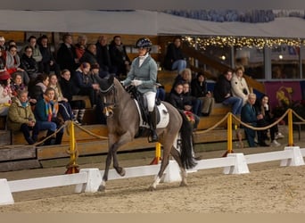 Welsh-PB, Wallach, 8 Jahre, 146 cm, Brauner