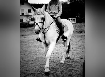 Westernpferd Reitbeteiligung gesucht 