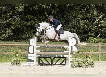 Westfaal, Hengst, 10 Jaar, 172 cm, Schimmel