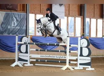 Westfaal, Hengst, 10 Jaar, 172 cm, Schimmel