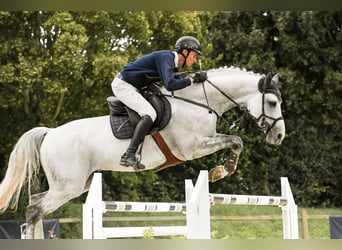 Westfaal, Hengst, 10 Jaar, 172 cm, Schimmel