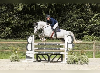 Westfaal, Hengst, 10 Jaar, 172 cm, Schimmel