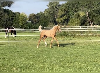 Westfaal, Hengst, 1 Jaar, 168 cm, Palomino