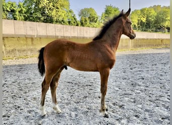 Westfaal, Hengst, 1 Jaar, 169 cm, Bruin