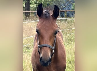 Westfaal, Hengst, 1 Jaar, 170 cm, Bruin