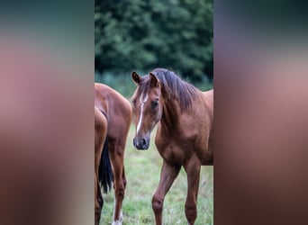 Westfaal, Hengst, 1 Jaar, 170 cm, Donkerbruin