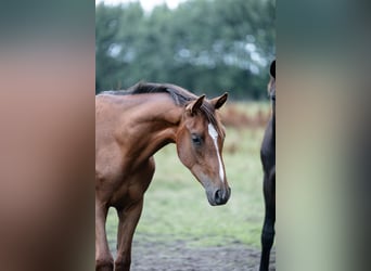 Westfaal, Hengst, 1 Jaar, 170 cm, Donkerbruin