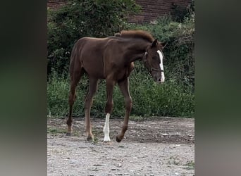 Westfaal, Hengst, 1 Jaar, 170 cm, Donkere-vos