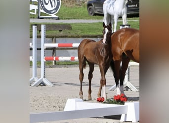 Westfaal, Hengst, 1 Jaar, 170 cm, Donkere-vos