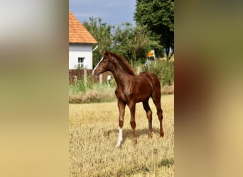 Westfaal, Hengst, 1 Jaar, 170 cm, Donkere-vos