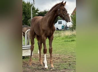 Westfaal, Hengst, 1 Jaar, 170 cm, Donkere-vos