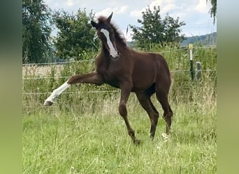 Westfaal, Hengst, 1 Jaar, 170 cm, Donkere-vos