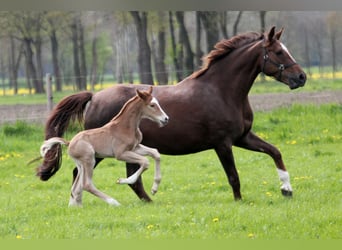 Westfaal, Hengst, 1 Jaar, 170 cm, Vos