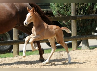 Westfaal, Hengst, 1 Jaar, 170 cm, Vos