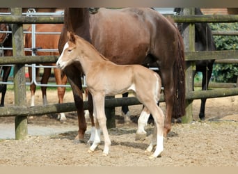 Westfaal, Hengst, 1 Jaar, 170 cm, Vos