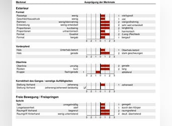 Westfaal, Hengst, 1 Jaar, 172 cm, Donkere-vos