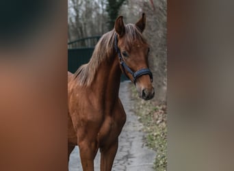 Westfaal, Hengst, 1 Jaar, 172 cm, Donkere-vos