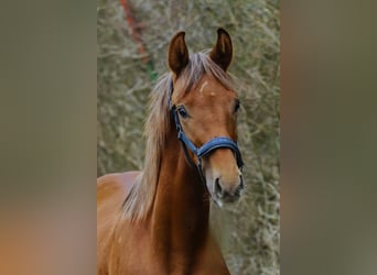 Westfaal, Hengst, 1 Jaar, 172 cm, Donkere-vos