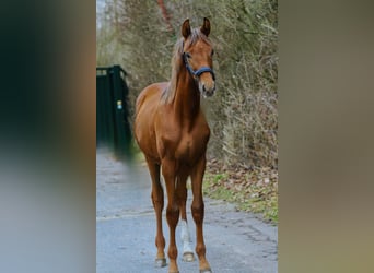 Westfaal, Hengst, 1 Jaar, 172 cm, Donkere-vos