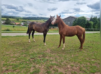 Westfaal, Hengst, 1 Jaar, 172 cm