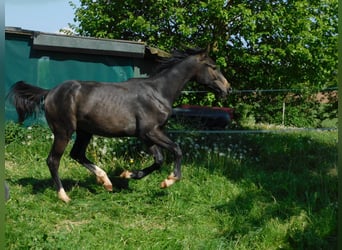 Westfaal, Hengst, 1 Jaar, 172 cm