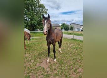 Westfaal, Hengst, 1 Jaar, 172 cm