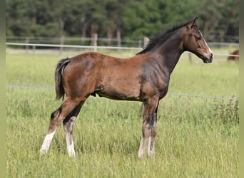 Westfaal, Hengst, 1 Jaar, 172 cm, Zwartbruin