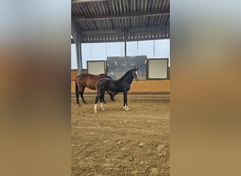 Westfaal, Hengst, 1 Jaar, 173 cm, Donkerbruin