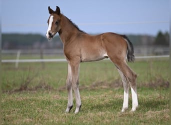 Westfaal, Hengst, 1 Jaar, 174 cm, Zwartbruin