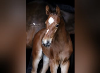 Westfaal, Hengst, 1 Jaar, Bruin