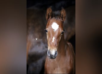 Westfaal, Hengst, 1 Jaar, Bruin