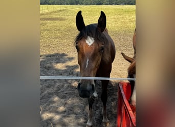 Westfaal, Hengst, 1 Jaar, Bruin