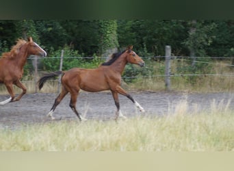 Westfaal, Hengst, 1 Jaar, Bruin