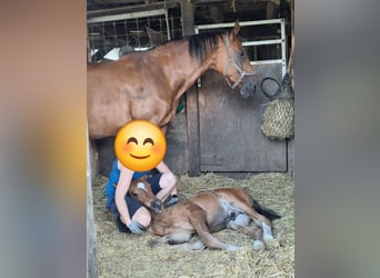 Westfaal, Hengst, 1 Jaar, Bruin