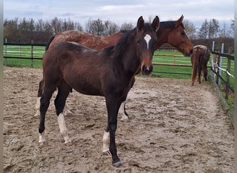 Westfaal, Hengst, 1 Jaar, Bruin