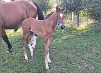 Westfaal, Hengst, 1 Jaar, Bruin