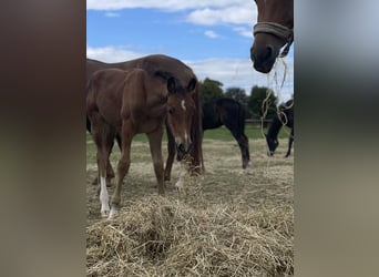 Westfaal, Hengst, 1 Jaar, Bruin