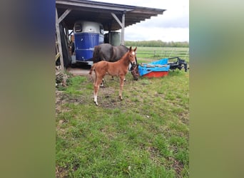 Westfaal, Hengst, 1 Jaar, Donkere-vos