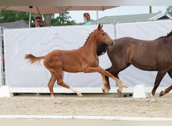 Westfaal, Hengst, 1 Jaar, Donkere-vos