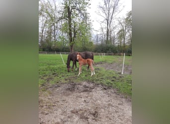 Westfaal, Hengst, 1 Jaar, Donkere-vos