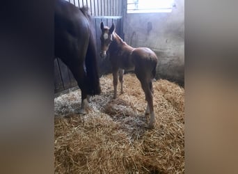 Westfaal, Hengst, 1 Jaar, Donkere-vos