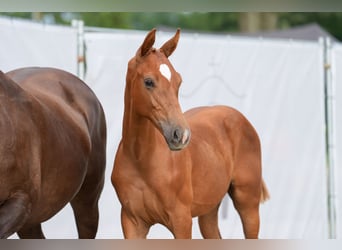 Westfaal, Hengst, 1 Jaar, Donkere-vos