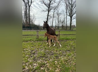 Westfaal, Hengst, 1 Jaar, Donkere-vos