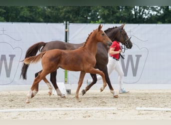 Westfaal, Hengst, 1 Jaar, Donkere-vos