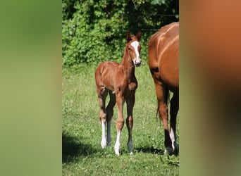 Westfaal, Hengst, 1 Jaar, Donkere-vos