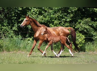 Westfaal, Hengst, 1 Jaar, Donkere-vos