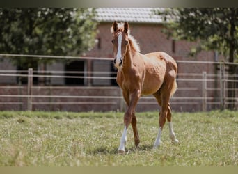 Westfaal, Hengst, 1 Jaar, Donkere-vos