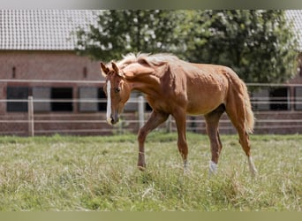 Westfaal, Hengst, 1 Jaar, Donkere-vos