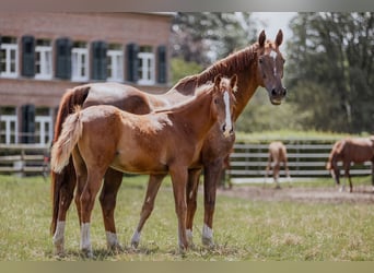 Westfaal, Hengst, 1 Jaar, Donkere-vos