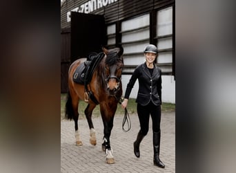 Westfaal, Hengst, 1 Jaar, Vos